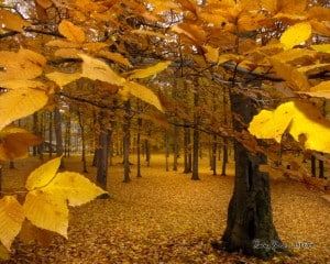 Canzone d&#8217;autunno, aspettando che le foglie cadano