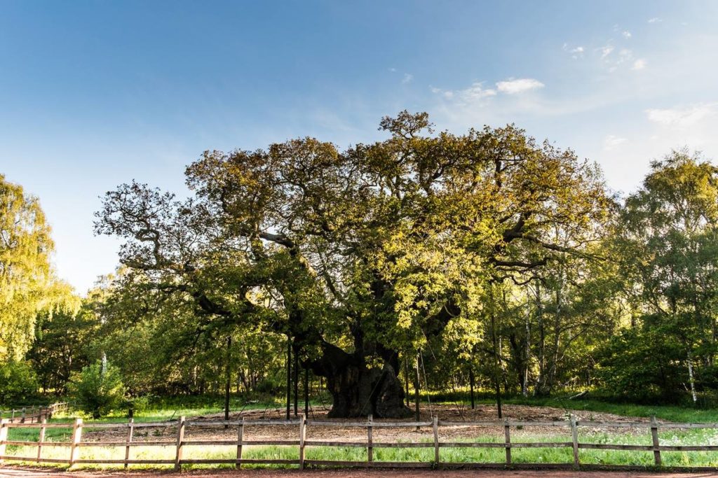 Com&#8217;è oggi la foresta di Robin Hood?