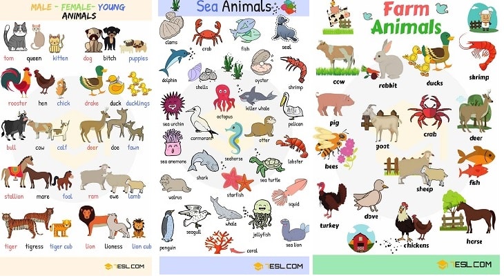 Nomi degli animali: poster da stampare