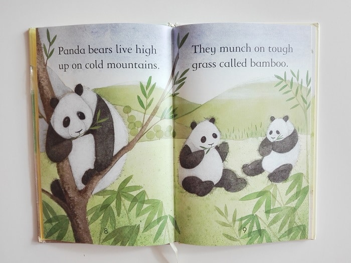 Bears. Un libro per scoprire il mondo degli orsi